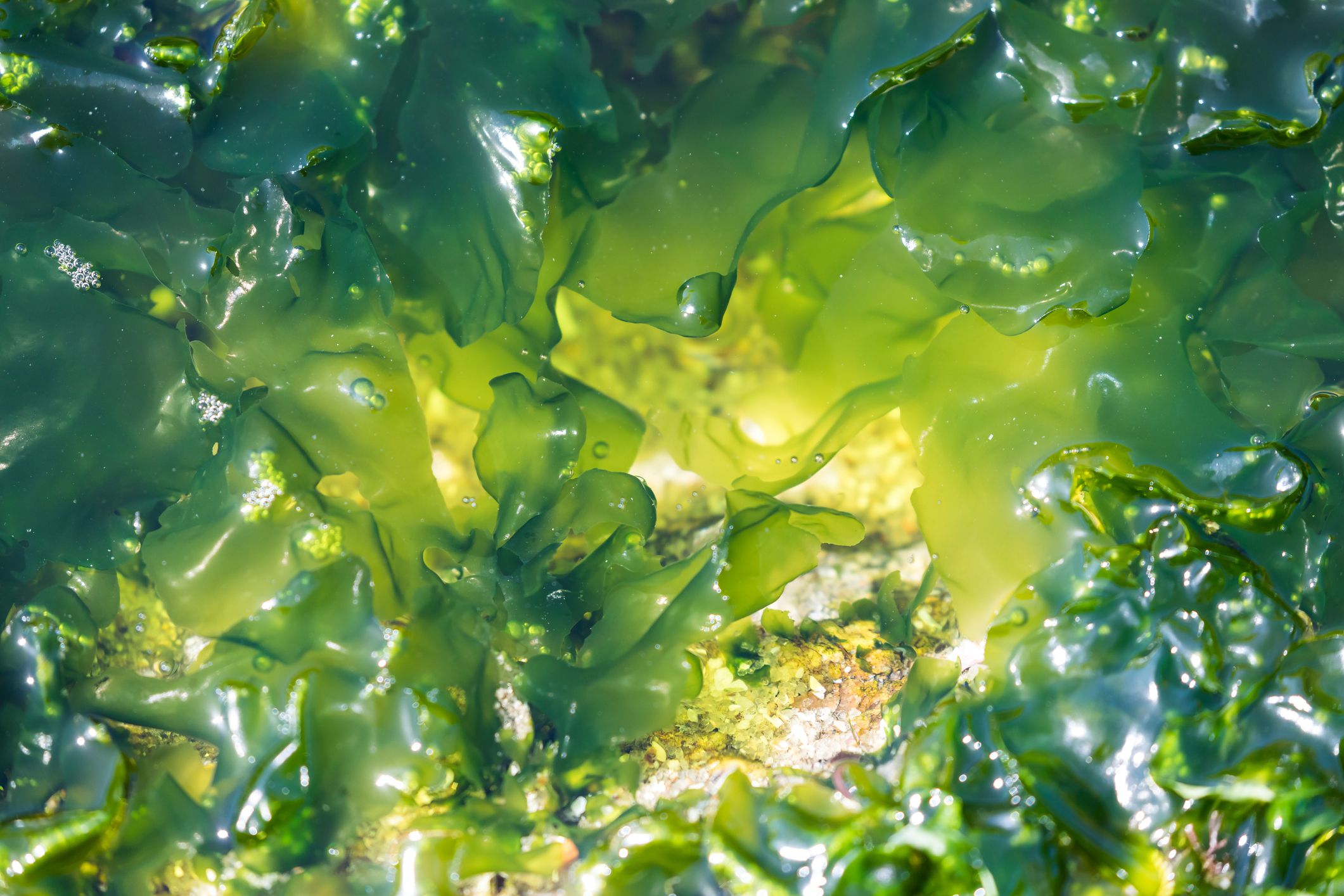 Водоросли поглощают воду. Ламинария зеленая. Seaweed водоросли. Arthrospira водоросли. Густые водоросли.
