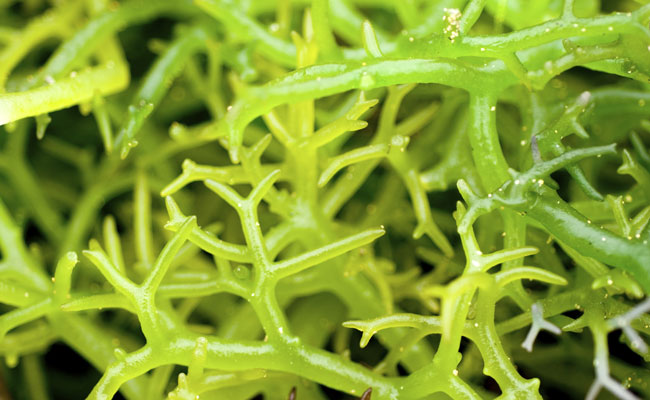 cultivo de algas