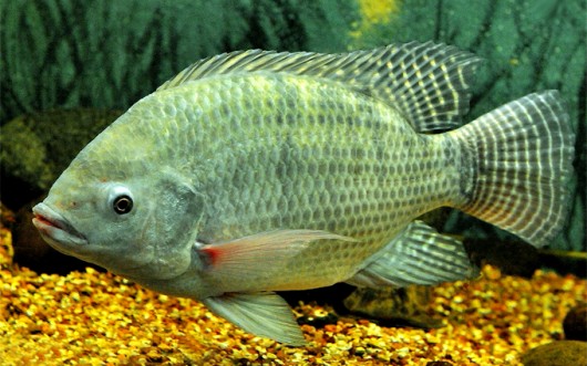 Tilápia está entre os 3 melhores peixes da piscicultura