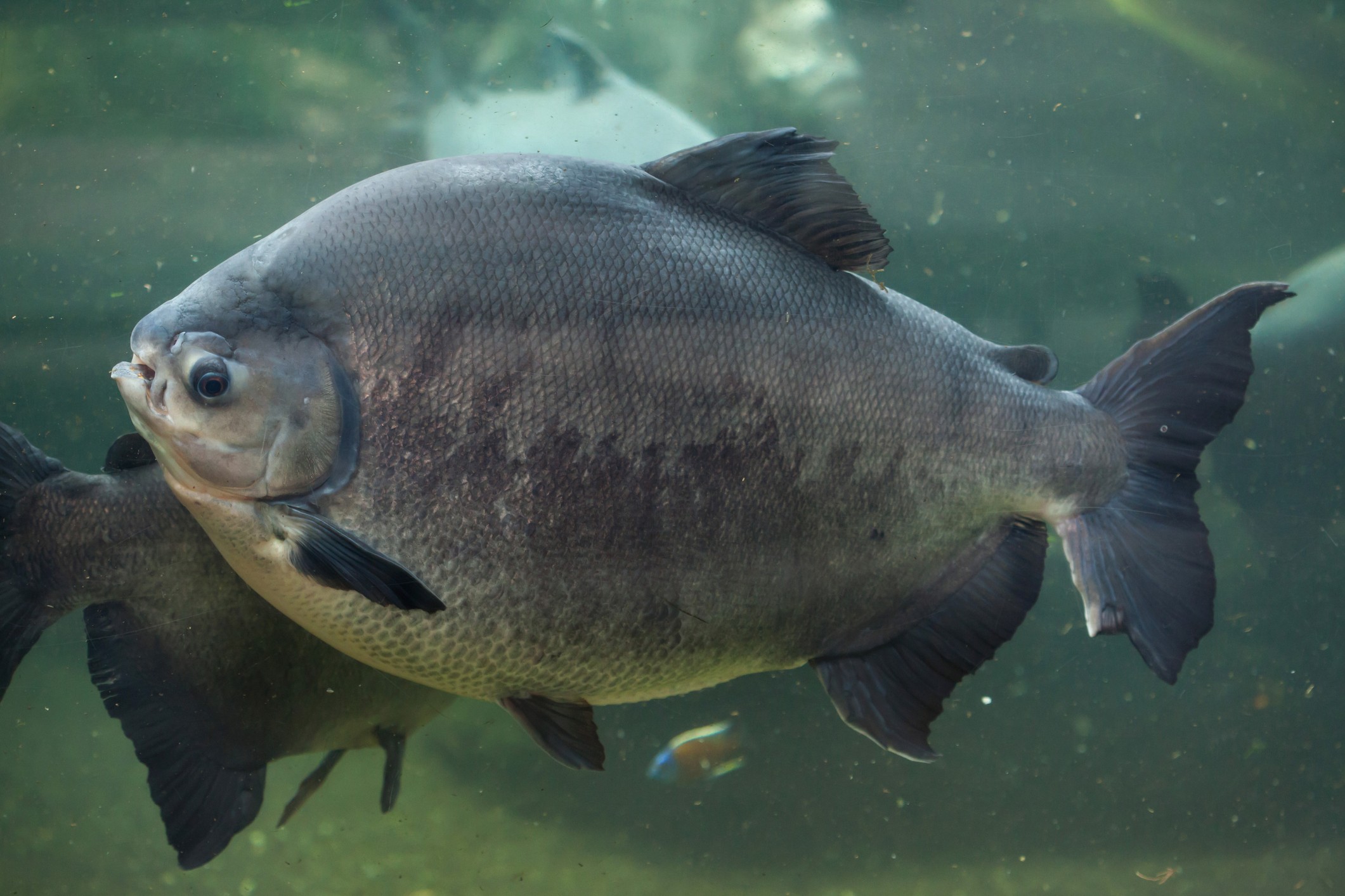 Conheça 4 espécies nativas de peixes para a piscicultura