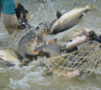 peixes