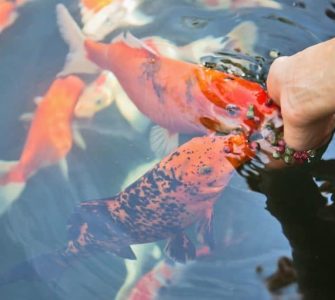 crescimento dos peixes