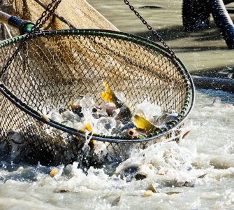 criação de peixes