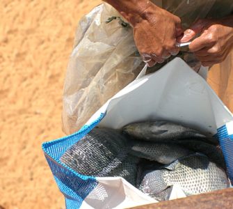 biometria em peixes