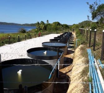melhor tanque para peixe