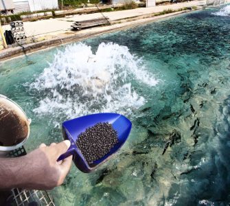 tipos de produção em piscicultura
