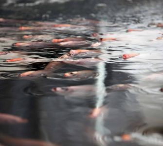 saúde do peixe em cativeiro