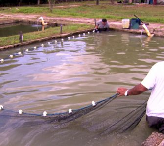 transferir peixes de um tanque para o outro