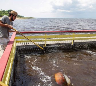 aquicultura