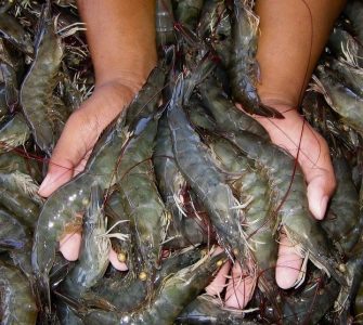 criar camarão de água doce em tanques