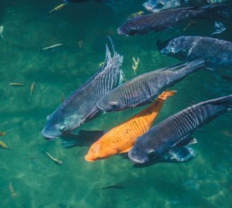 Cooperativas impulsionam a aquicultura brasileira