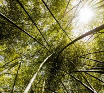 COP30 e o Impacto das Soluções Sustentáveis na Aquicultura e no Agronegócio