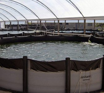 Cultivo de peixes em tanques: a importância de materiais duráveis e eficientes