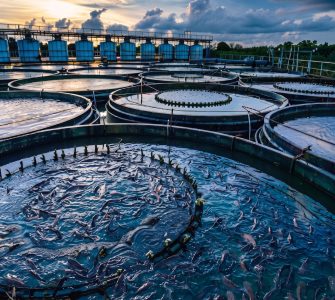 Dia Nacional da Pecuária — Papel da Aquicultura na Pecuária