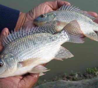 doenças de peixes