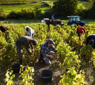 Extensão rural: importância da atividade para o agronegócio
