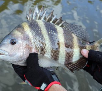 internacional fish congress br