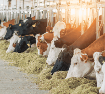 Lonas de proteção: soluções para cobertura de silagem na pecuária leiteira