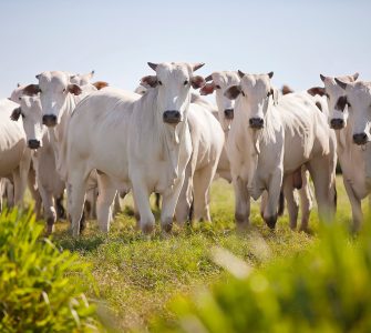 melhoramento genético animal