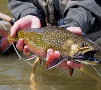 melhoramento genético: peixe aparentemente saudável em mãos do piscicultor