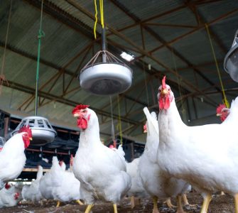 nutrição das aves