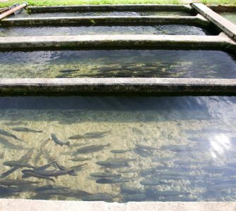 Acessórios para criar peixes