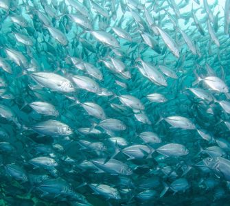 sistema de bioflocos