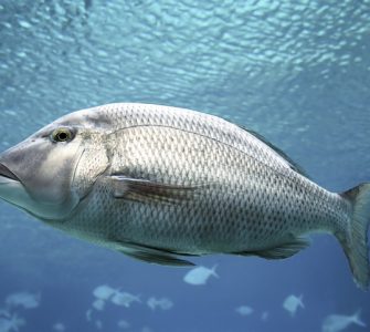 doenças em peixes de criação