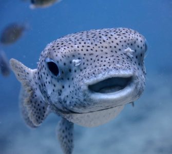 Peixes de água salgada: conheça os principais e suas características!