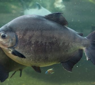 Conheça 4 espécies nativas de peixes para a piscicultura