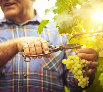 colheita de uvas