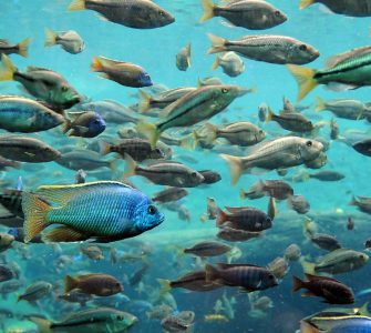 peixes de água doce para criar