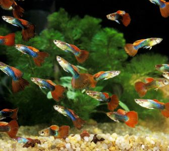 criação de peixes ornamentais