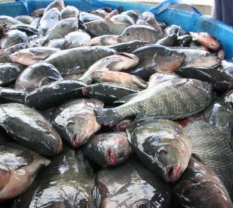 exportação de peixes