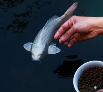 aquicultura