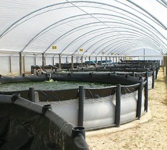 aquicultura