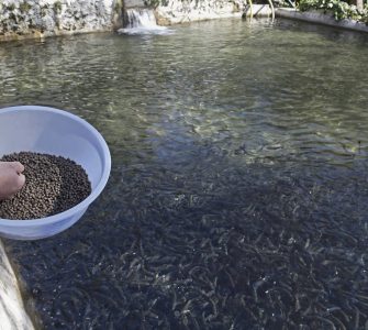 Licença ambiental para a piscicultura