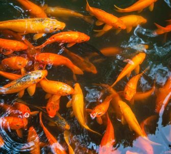peixes ornamentais