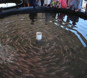melhoramento genético de peixes