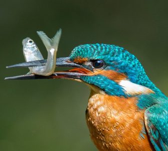 predadores na piscicultura