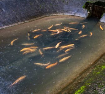 produção de peixes no inverno