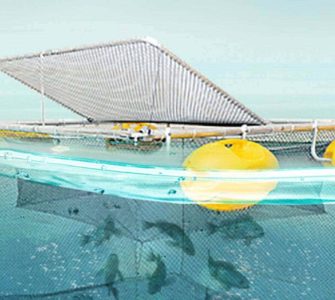 Producao de tambaqui em Tanques Rede: solucoes inovadoras para aquicultura