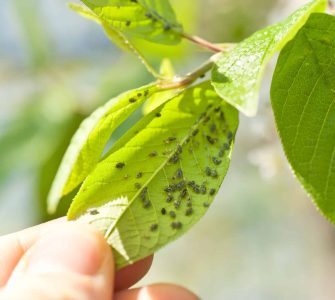 pulgão: folhas cobertas pelos insetos pulgões