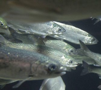 reprodução de peixes