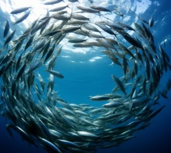 Sistemas de Recirculação de Água na Aquicultura