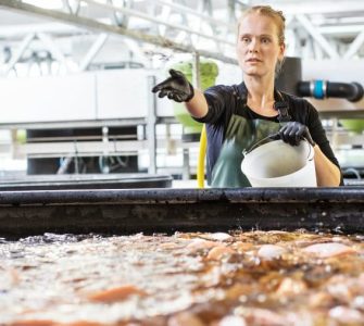 manejo alimentar de peixes em tanques