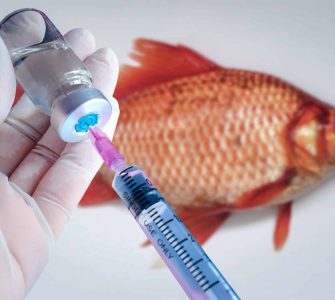 Entenda sobre a vacinação em peixes, seus desafios e avanços!